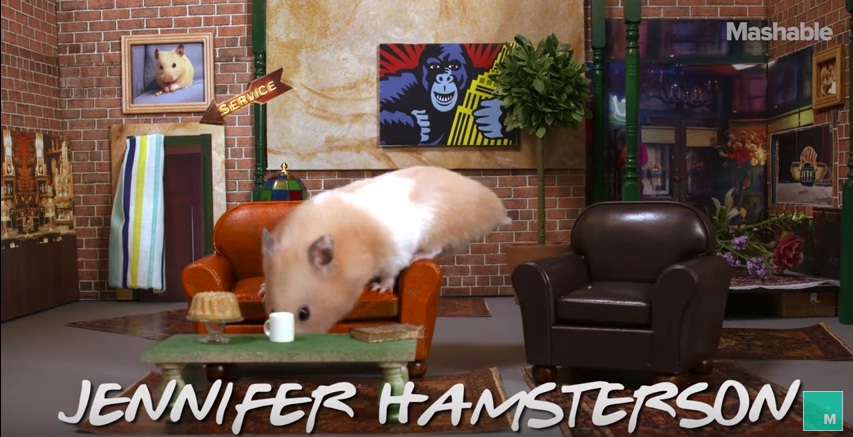 (VIDEO) ¿Cómo sería &quot;Friends&quot; protagonizada por hamsters?