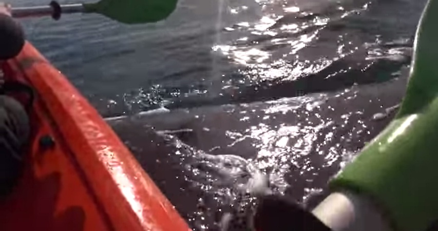 (VIDEO) Una ballena levantó un kayak