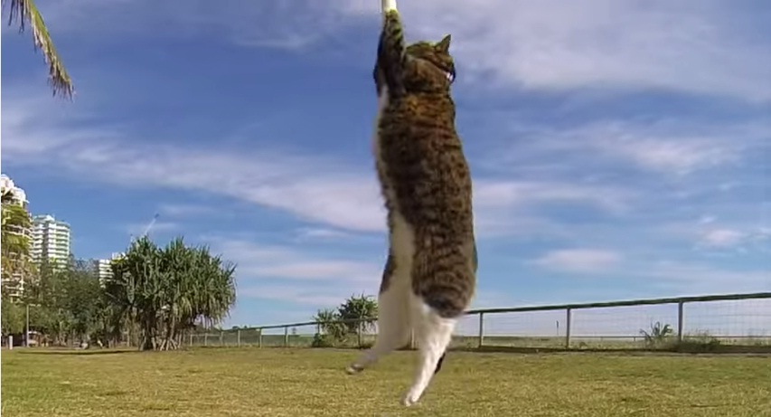 Didga, el gato cuyo talento va del skate al parkour