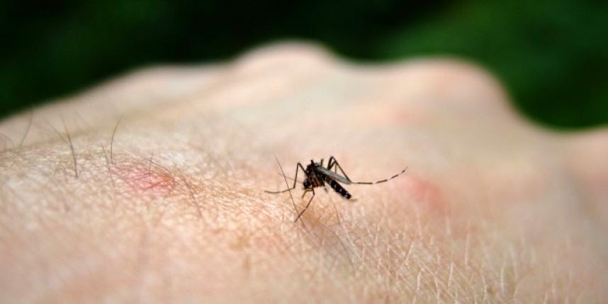 Confirman primer caso de chikungunya en Colombia y dos en Florida