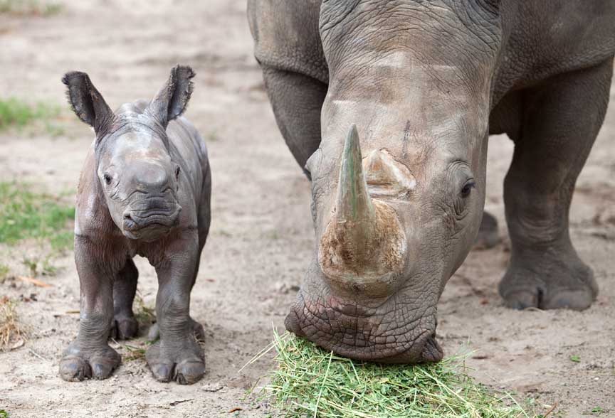 La caza furtiva amenaza cada vez más a los rinocerontes en Sudáfrica