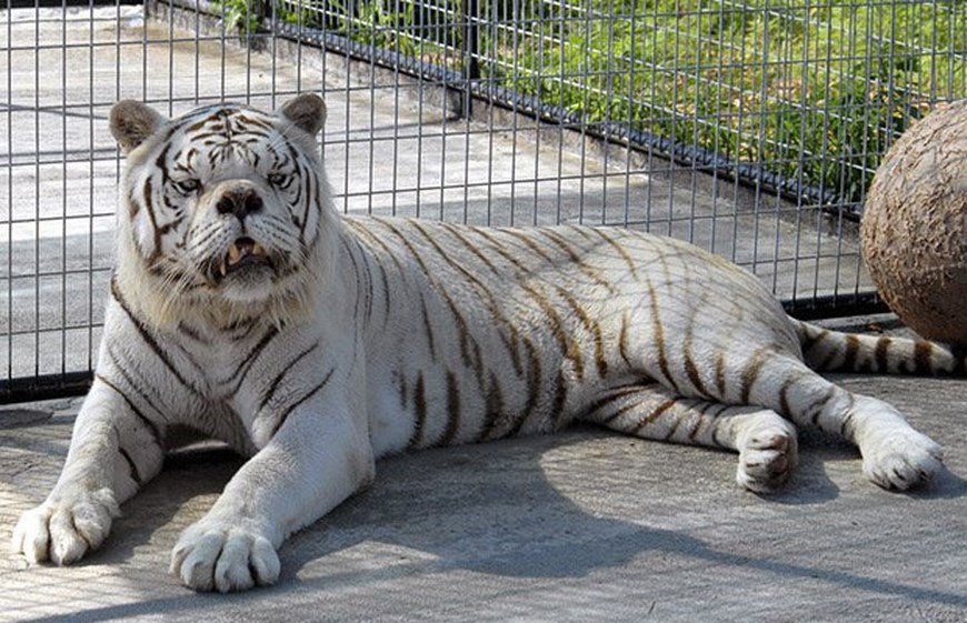 Investigadores van tras la pista del tigre con síndrome de down