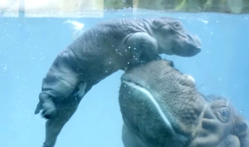 (VIDEO) Mamá hipopótamo enseña a nadar a cría recién nacida