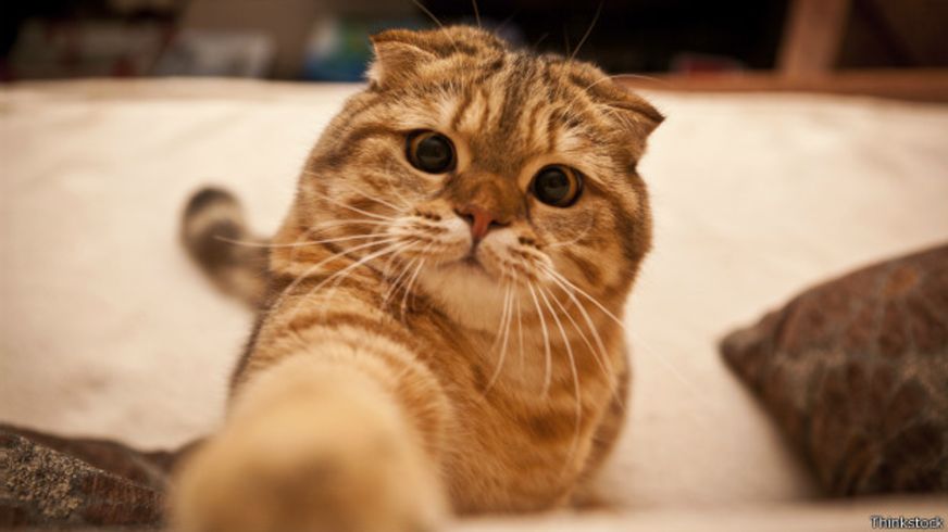 ¿Por qué ver videos de gatos por internet puede ser bueno para la salud?