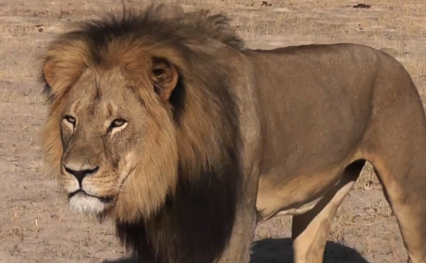 Zimbabue pide la extradición del cazador estadounidense que mató al león Cecil