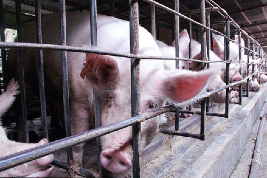 Ecologistas denuncian la &quot;crueldad&quot; de comer carne de animales