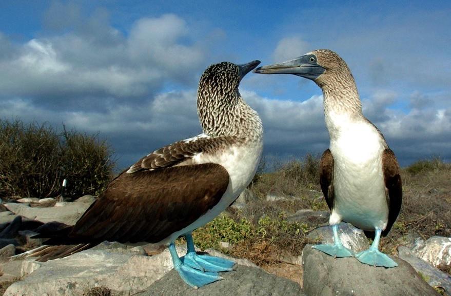 Una afectación de aves activa protocolo en Galápagos