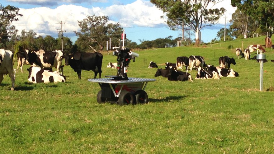 El robot que calma a las vacas lecheras