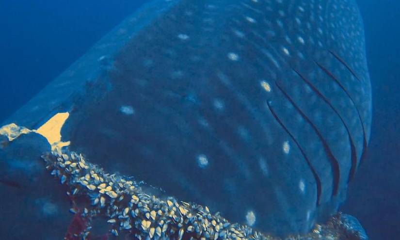 Imagen de la red que atrapó al tiburón ballena en las Islas Galápagos. Imagen de la red que atrapó al tiburón ballena en las Islas Galápagos.