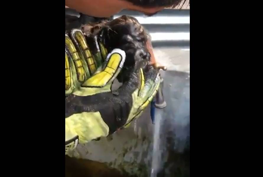 Rescatan a mascota atrapada en una tubería en Cuenca