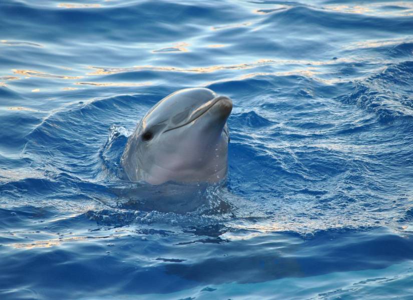 Delfín en el mar