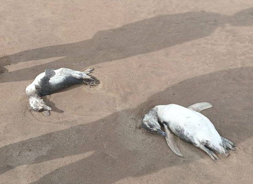 Pingüinos hallados muertos en Mar de Plata.