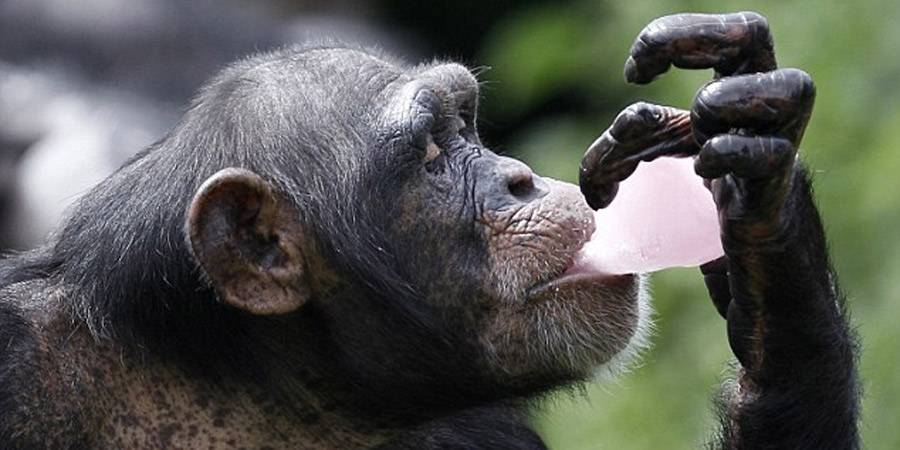 Los chimpancés en África consumen alcohol de forma voluntaria