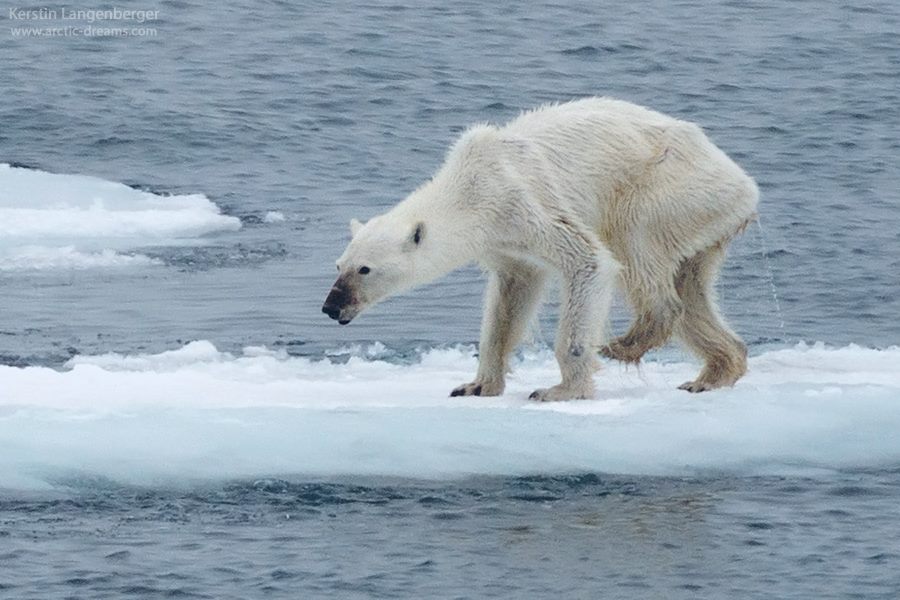 Imagen de osa polar desnutrida genera conciencia sobre cambio climático
