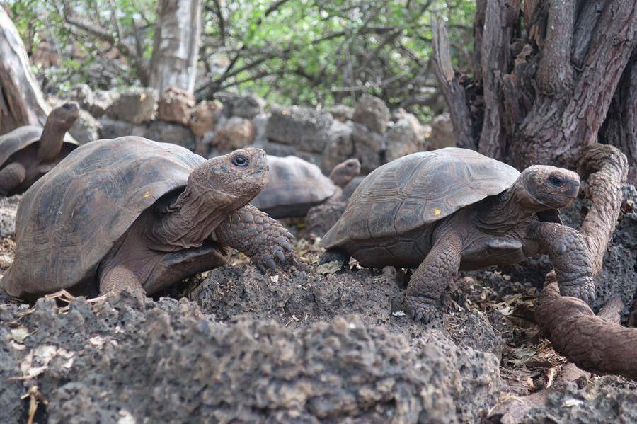 3 años de prisión a policía por tráfico de tortugas de Galápagos