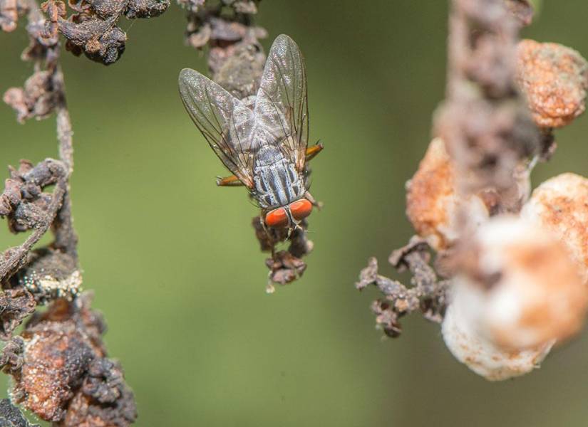 Imagen de la mosca invasora Philornis downsi.