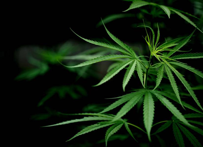 Hoja de marihuana cannabis