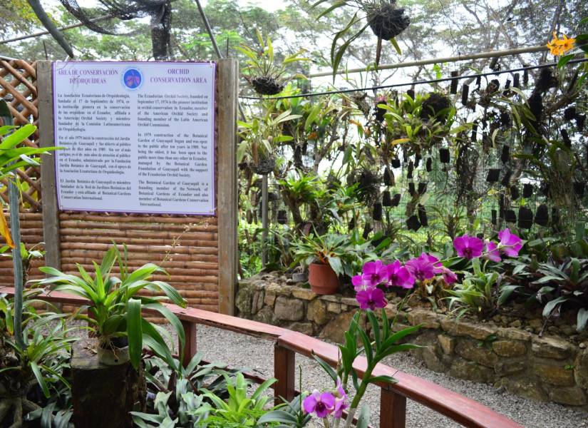Área de conservación de orquídeas en el Jardín Botánico de Guayaquil.