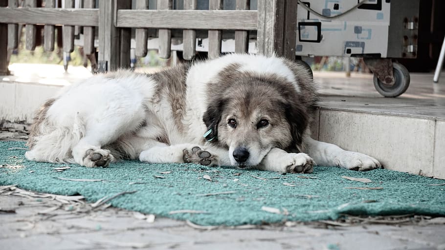 Un perro espera durante 4 días a su dueño que se suicidó