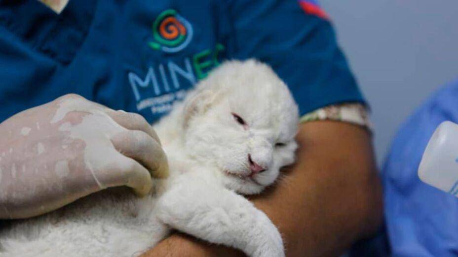 Tres leones blancos nacieron en un zoológico de Venezuela y buscan evitar la extinción de la especie