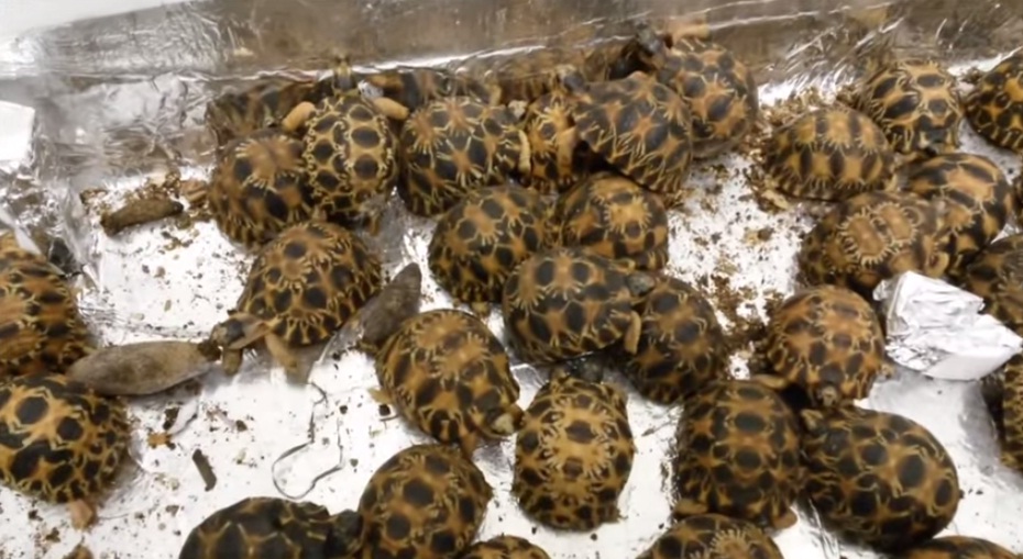 (VIDEO) Escoden 170 bebés de tortuga en un avión