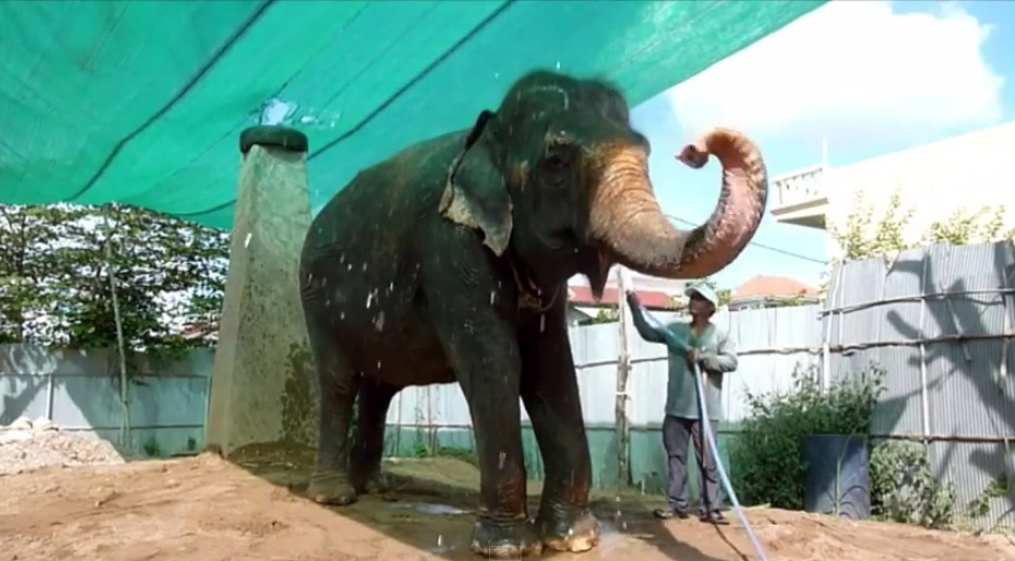 (VIDEO) El elefante trabajador que se jubilará en la selva