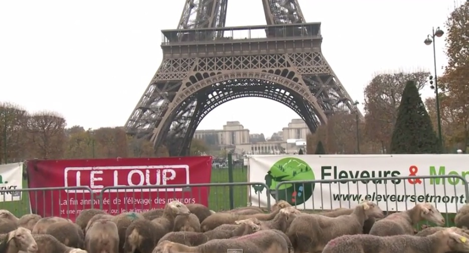 (VIDEO) Ovejas protestan contra lobos en Francia
