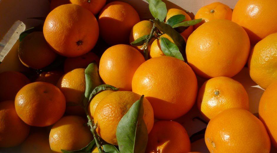 Matan a naranjazos a obrero agrícola en Sudáfrica