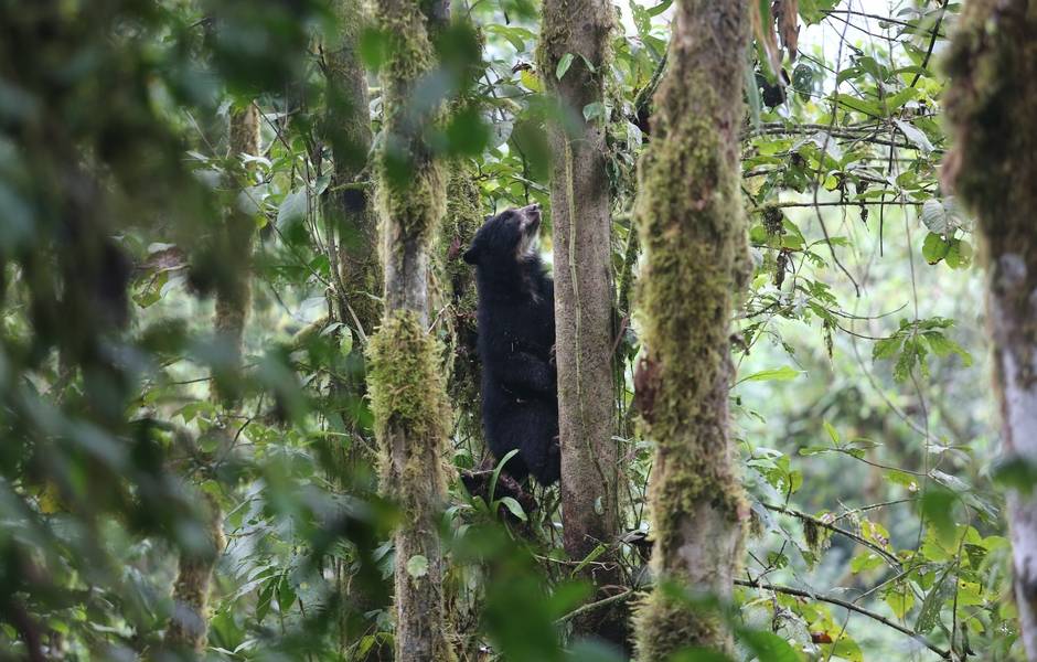 Los osos andinos llegan hasta la Reserva Maquipucuna