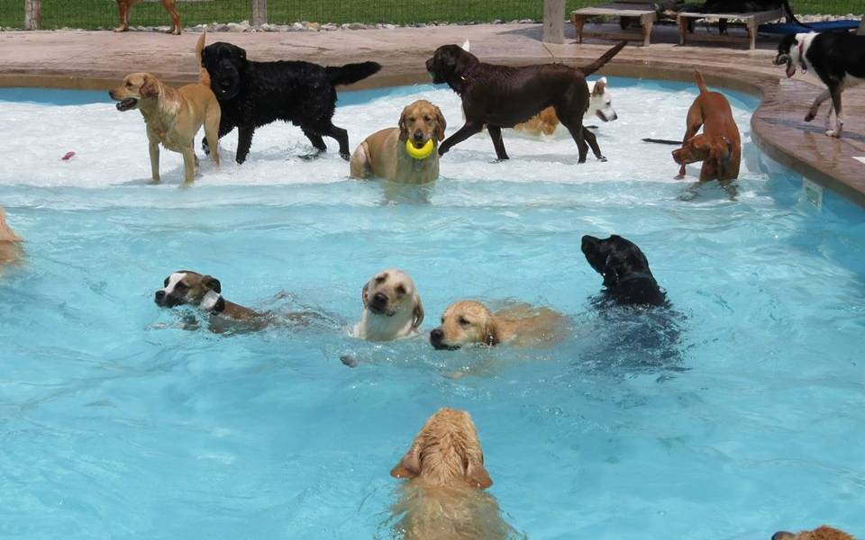 Una &#039;pool party&#039; para perros en Estados Unidos
