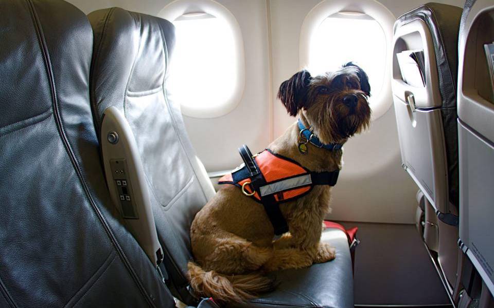 Viajar con mascotas en avión: requisitos y recomendaciones