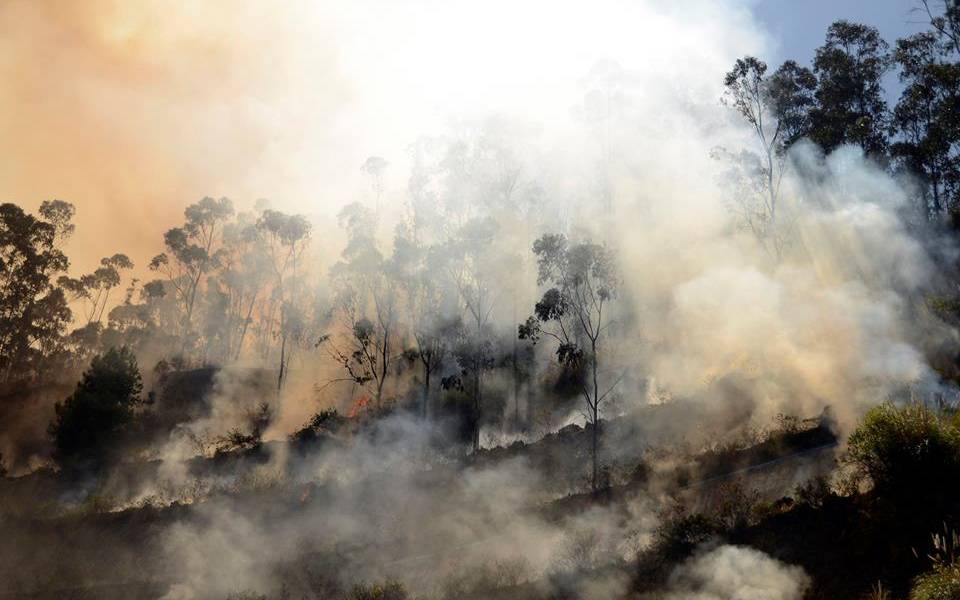 1.200 hectáreas de bosques fueron afectadas por los incendios en el país