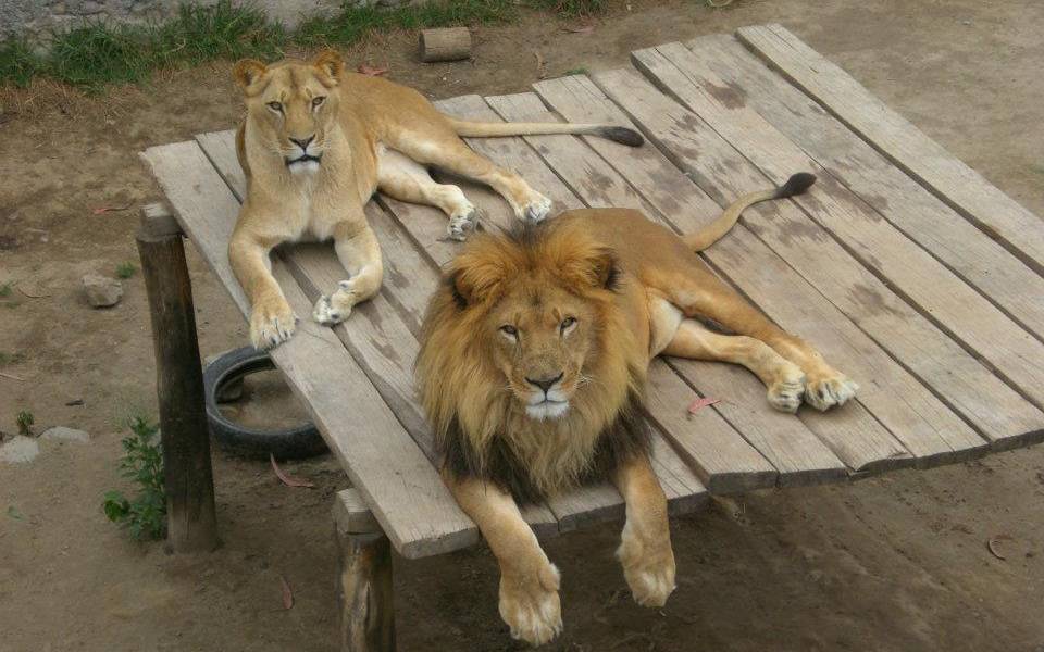 28 animales serán reubicados tras cierre de zoológico de Ibarra