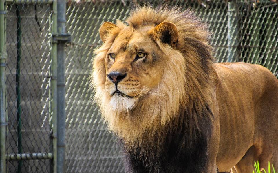 La intrigante carta que dejó el chileno que quiso suicidarse con los leones