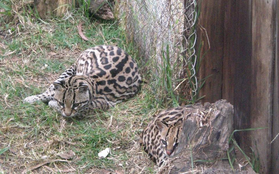 28 animales serán reubicados tras cierre de zoológico de Ibarra