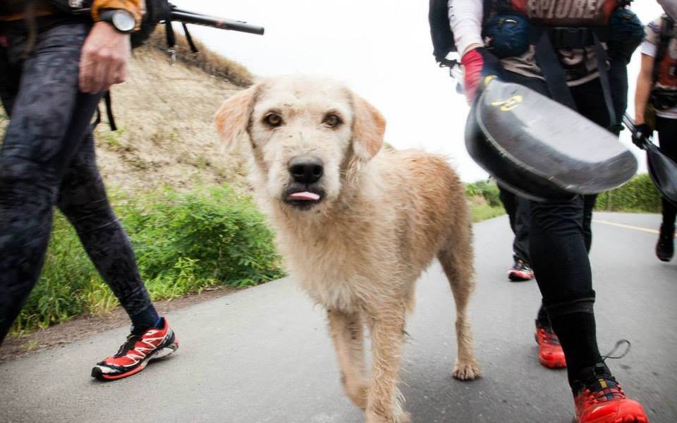 La travesía del perro ecuatoriano que tuvo su final feliz en Suecia