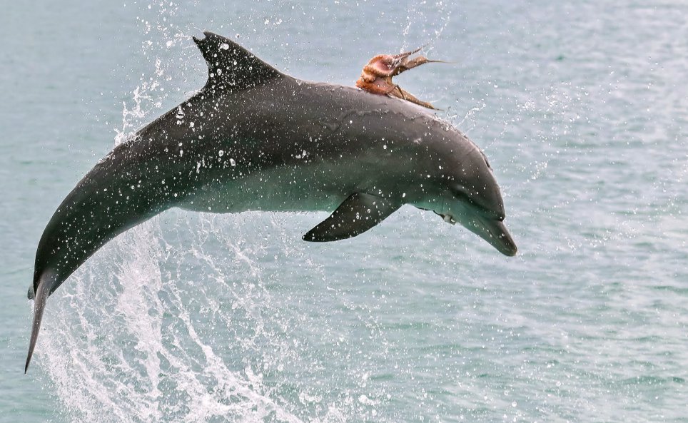 Foto muestra a un pulpo “domando” a un delfín