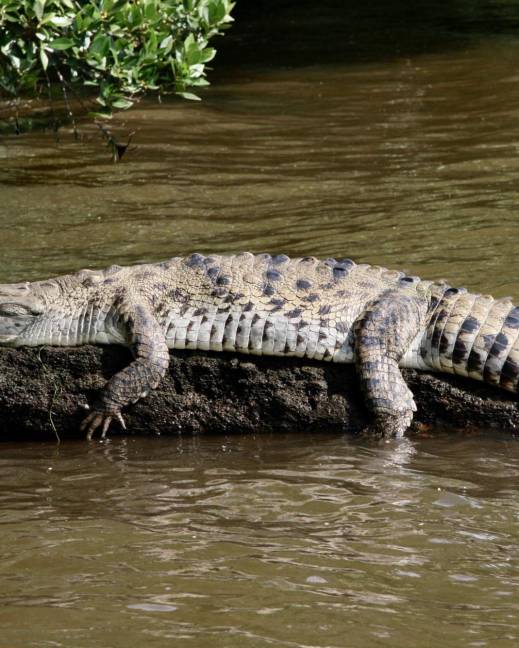Imagen de un cocodrilo de la Costa.