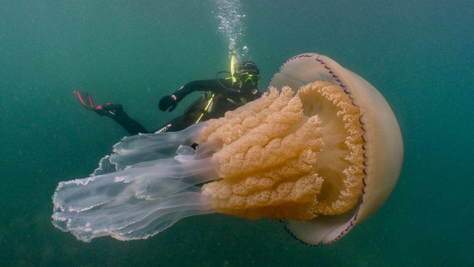 El encuentro entre unos buzos y una medusa gigante
