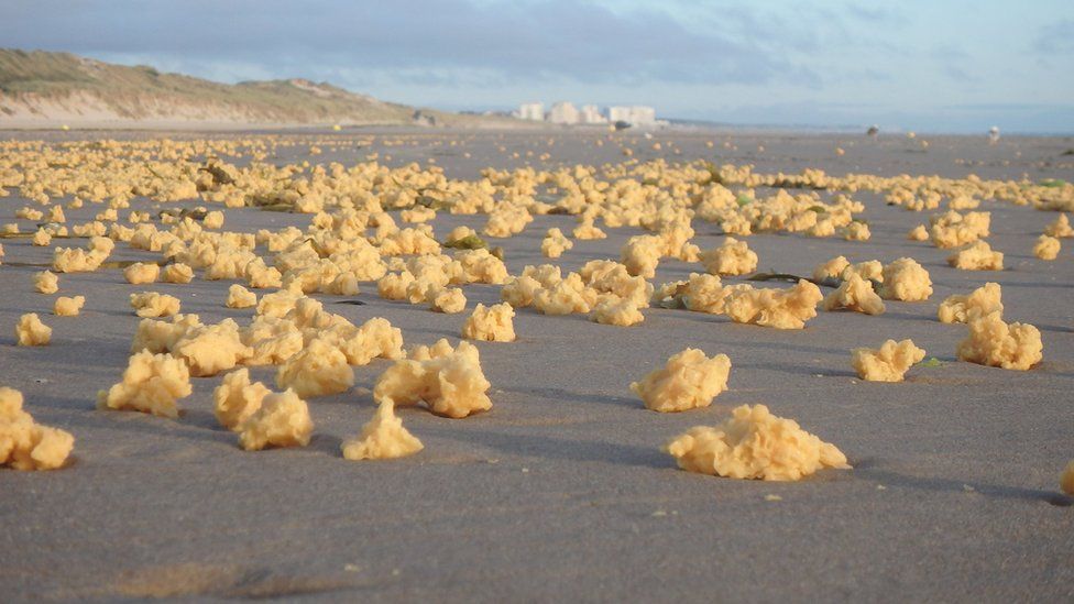 Qué son las extrañas y esponjosas bolas amarillas que aparecieron en la costa de Francia