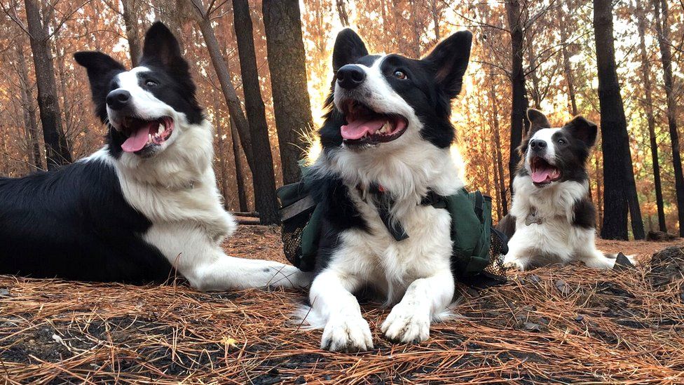 Las 3 increíbles perras que están reforestando los bosques arrasados por los incendios en Chile
