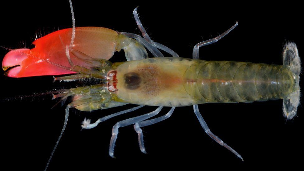 Synalpheus pinkfloydi: el camarón de Panamá que puede matar peces con su ruido