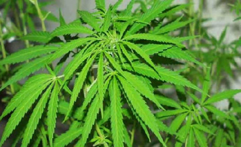 22 empresas interesadas en cultivar marihuana en Uruguay