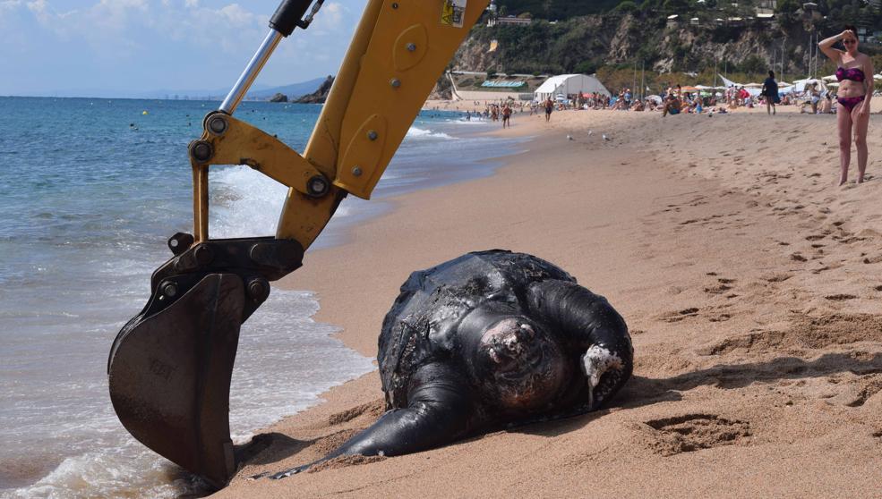 Hallan una enorme tortuga de 700 kilos en una playa española