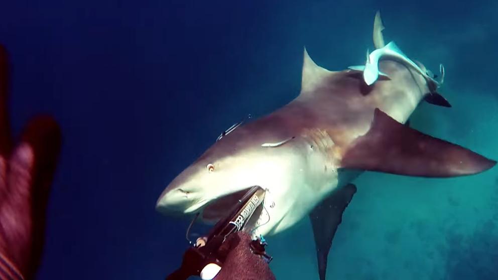 El escalofriante video que muestra el ataque de un tiburón a un buceador