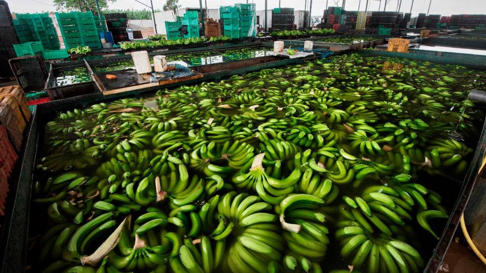 Banano sudamericano, en la mira de productores europeos