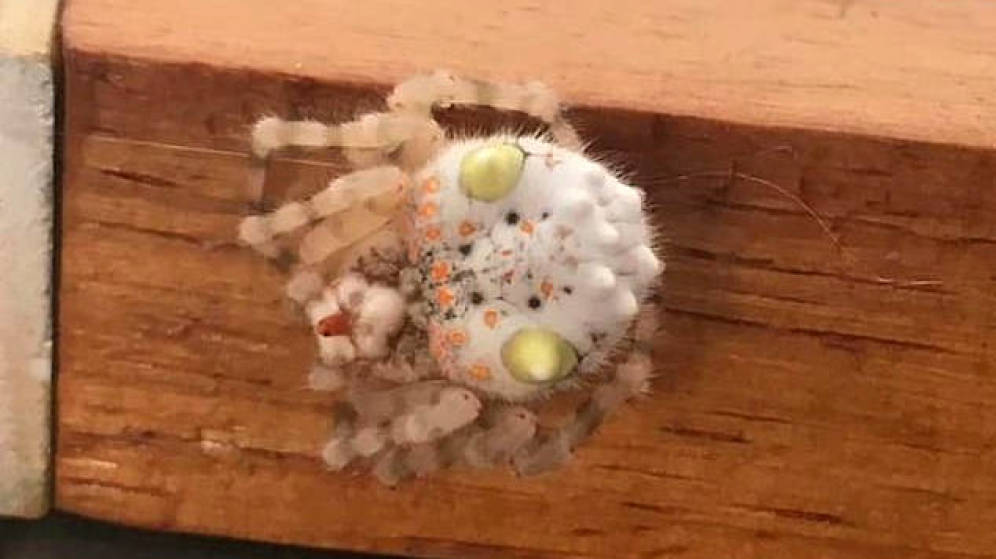 Hallan una araña que parece sushi en Australia