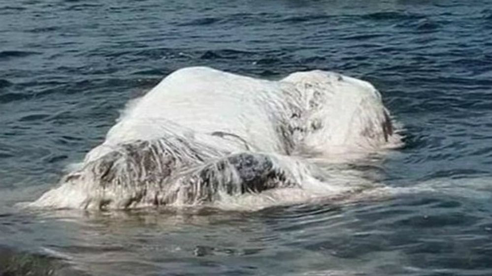 Descubren qué era en realidad la criatura gigante que apareció en playa de Filipinas