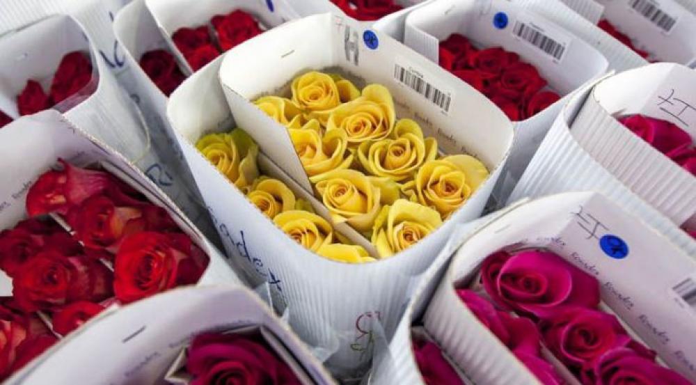 Sector florícola prevé pérdidas por falta de vuelos para exportar flores por San Valentín