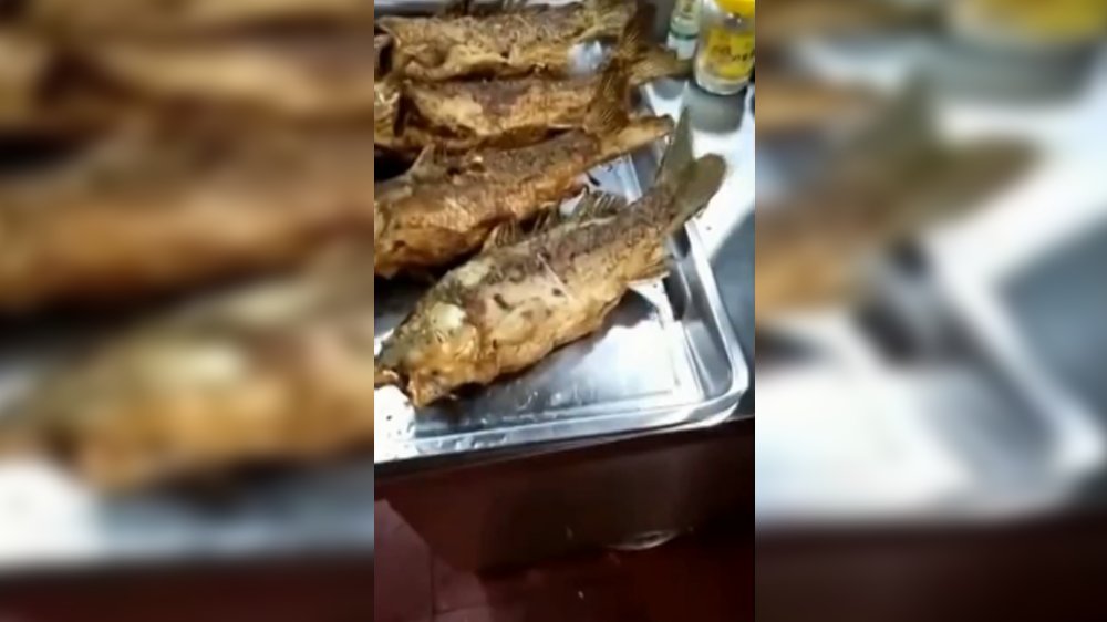 Sorprendente video de pescado frito que se mueve en un plato